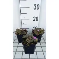 GRDplanten 6 x Geranium hybr. 'Tanya Rendall' - Bec de cigogne- Pot 9 x 9 cm