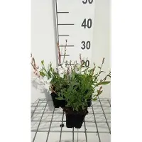 GRDplanten 6 x Gaura lindh. 'White Dove'( oenothera lindh.) - Gaura - Pot 9 x 9 cm