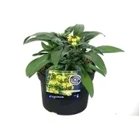 GRDplanten 6 x Erysimum hybr. 'Yellow Bird' - Herbe murale - Pot de 9 x 9 cm