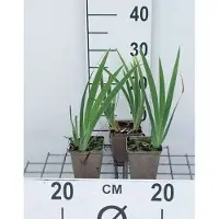 GRDplanten 6 x Iris (pum.) 'Brassie' - Iris - pot 9 x 9 cm