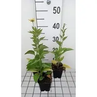 GRDplanten 6 x Rudbeckia subtomentosa - Tournesol - Pot 9 x 9 cm