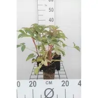 GRDplanten 6 x Helleborus argutifolius - Helleborus - pot 9 x 9 cm