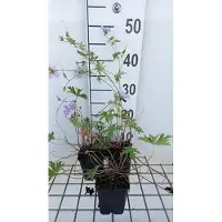 GRDplanten 6 x Geranium hybr. 'Blue Cloud' - Bec de cigogne- Pot 9 x 9 cm