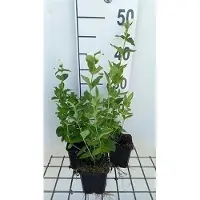 GRDplanten 6 x Chelone obl. 'Alba' - tête de serpent - pot 9 x 9 cm
