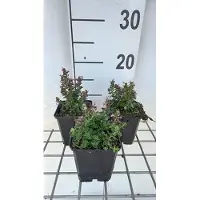 GRDplanten 6 x Teucrium cham. nanum' - Gamander - Pot 9 x 9 cm