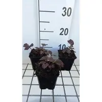 GRDplanten 6 x Rodgersia pinn. 'Chocolate Wings' - feuille de présentation - pot 9 x 9 cm