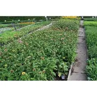 GRDplanten 6 x Echinacea purp. 'Ruby Giant' - coneflower - pot 9 x 9 cm
