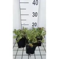 GRDplanten 6 x Polemonium caer. 'Brise d'anjou' ('blanjou') - Echelle de Jacob - pot 9 x 9 cm
