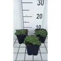 GRDplanten 6 x Thymus praecox 'Minor' - Thym - pot 9 x 9 cm