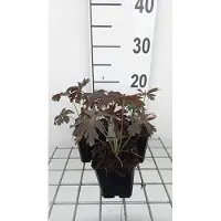GRDplanten 6 x Geranium macul. 'Espresso' - Bec de cigogne- Pot 9 x 9 cm