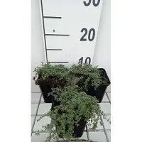 GRDplanten 6 x Thymus praecox 'Pseudolanuginosus' - Thym - pot 9 x 9 cm