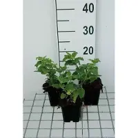 GRDplanten 6 x Teucrium hyrc. 'Paradise delight' - Gamander - Pot 9 x 9 cm