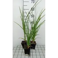 GRDplanten 6 x Kniphofia rooperi - Lys torche - pot 9 x 9 cm