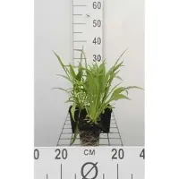 GRDplanten 6 x Scabiosa cauc. 'Alba' - Scabiosa - pot 9 x 9 cm