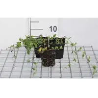 GRDplanten 12 x Vinca minor 'Gertrude Jekyll' - Petite pervenche 'Gertrude Jekyll' - Pot 9 cm x 9 cm