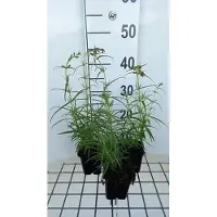 GRDplanten 6 x Penstemon hybr. 'Evelyn' - Fil de barbe - Pot 9 x 9 cm