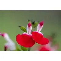 GRDplanten 6 x Salvia micr. 'Hot Lips' - Mousse étoilée - pot 9 x 9 cm