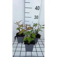 GRDplanten 6 x Phlox (p) 'Eva Cullum' - Fleur de flamme - pot 9 x 9 cm
