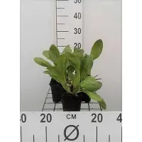 GRDplanten 6 x Bergenia hybr. 'Bressingham White' - pseudodictamne - Topf 9 x 9 cm