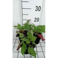 GRDplanten 6 x Persicaria ampl. 'J.s. Caliente' - Renouée à bougies - pot 9 x 9 cm