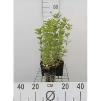GRDplanten 6 x Lysimachia punctata - Hydrocotyle à feuilles étroites - pot 9 x 9 cm