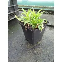 GRDplanten 6 x Campanula pers. 'Blue' - Menthe de montagne - pot 9 x 9 cm