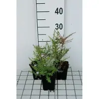 GRDplanten 6 x Aster eric. blue Star' - Aster d'automne - Pot 9 x 9 cm