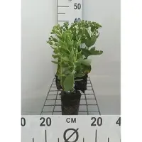 GRDplanten 6 x Sedum hybr. 'Herbstfreude' (syn. 'autumn joy') - feuille épaisse - pot 9 x 9 cm
