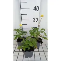 GRDplanten 6 x Trollius europaeus - Fleur de troll - pot 9 x 9 cm