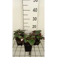 GRDplanten 6 x Cyclamen coum 'Album' - Printemps - Pot 9 x 9 cm