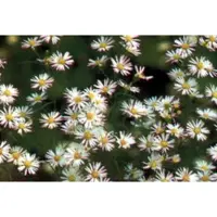 GRDplanten 6 x Aster hybr. 'Monte Cassino' - Aster d'automne - Pot de 9 x 9 cm