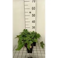 GRDplanten 6 x Tiarella hybr. 'Sugar & Spice' - fleur en mousse - pot 9 x 9 cm
