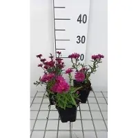 GRDplanten 6 x Aster n.-b. 'Royal Ruby' - Aster d'automne - pot 9 x 9 cm