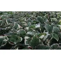 GRDplanten 6 x Brunnera macr. 'Variegata' - Myosotis du Caucase - pot 9 x 9 cm