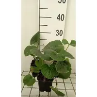 GRDplanten 6 x Brunnera sibirica - Myosotis du Caucase - pot 9 x 9 cm