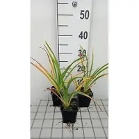 GRDplanten 6 x Hemerocallis hybr. 'White Temptation' - taglilie - Topf 9 x 9 cm