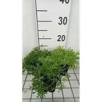 GRDplanten 6 x Galium verum - Galium - pot 9 x 9 cm