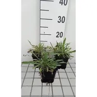 GRDplanten 6 x Scabiosa cauc. 'Miss Willmott' - Scabiosa - pot 9 x 9 cm