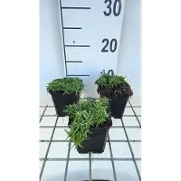 GRDplanten 6 x Phlox (s) 'Snowflake' - Fleur de flamme - pot 9 x 9 cm