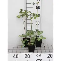 GRDplanten 6 x Thalictrum rochebrunianum - Rue des prés - pot 9 x 9 cm