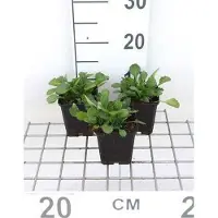 GRDplanten 6 x Leucanthemum vulgare 'May Queen' - Marguerite - pot 9 x 9 cm