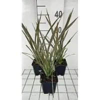 GRDplanten 6 x Phormium tenax 'Purpureum' - Lin de Nouvelle-Zélande - Pot de 9 x 9 cm