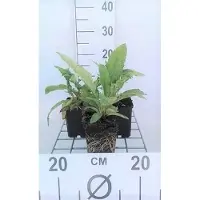 GRDplanten 6 x Echinops ritro - chardon bleu - pot 9 x 9 cm