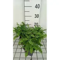 GRDplanten 6 x Adiantum pedatum - Poil de Vénus d'Amérique du Nord - pot 9 x 9 cm