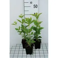 GRDplanten 6 x Eupatorium mac. 'Album' - Marguerite d'eau - pot 9 x 9 cm