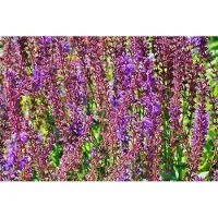 GRDplanten 6 x Salvia sylv. 'Dear Anja' - Mousse étoilée - pot 9 x 9 cm