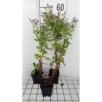 GRDplanten 6 x Aster hybr. 'Js Eleven Purple' - Aster d'automne - pot 9 x 9 cm