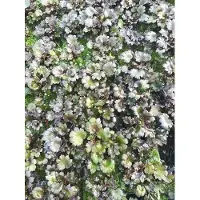 GRDplanten 6 x Saxifraga cort. 'Black Ruby' - saxifrage - pot 9 x 9 cm