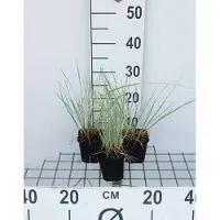 GRDplanten 6 x Helictotrichon sempervirens - Avoine bleue - pot 9 x 9 cm