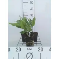 GRDplanten 6 x Convallaria majalis - Muguet - pot 9 x 9 cm